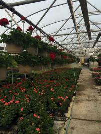 Greenhouse