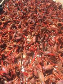 live crawfish