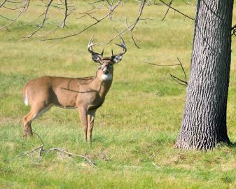 Buck in Field